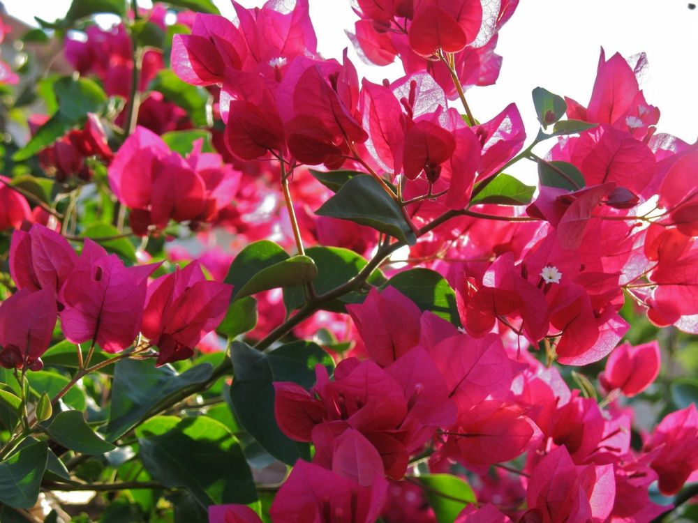 pink flowers with green leaves