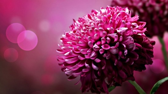 Image purple flower in tilt shift lens