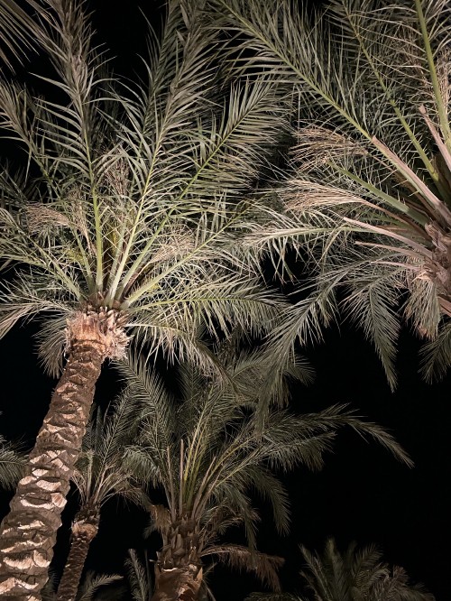 Image vegetation, Babassu, Oil palms, plant, terrestrial plant