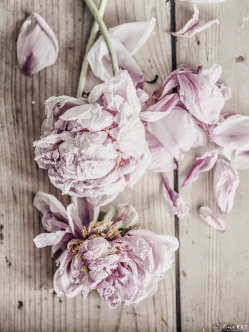 Image white and purple flowers on brown wooden surface