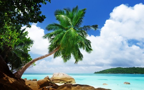 Image green palm tree near body of water during daytime