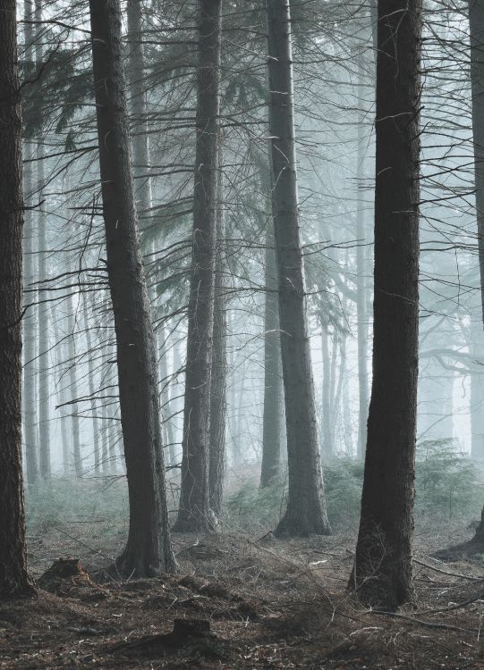 森林, 林地, 性质, 自然环境, 北木质森林 壁纸 2667x3691 允许