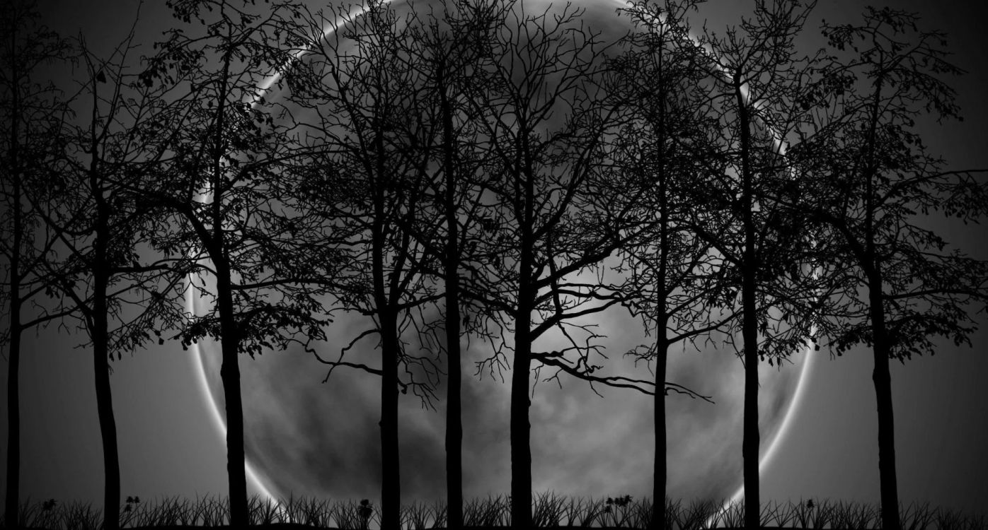 Mural, Ambiente, Paisaje Natural, Ramita, Madera. Wallpaper in 1920x1031 Resolution