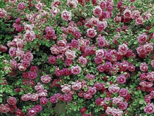 Image pink and white flower field