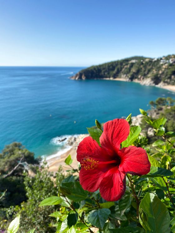 la Vegetación, Montaje de Escenografía, Hibiscus, Malvas, Cuerpo de Agua. Wallpaper in 3024x4032 Resolution