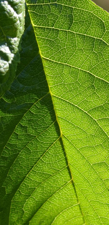 Image green leaf in close up photography