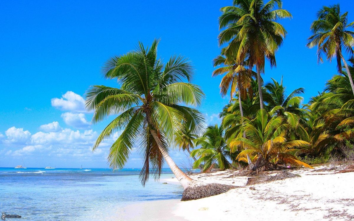 Punta Cana, 热带地区, 加勒比, 植被, 岸边 壁纸 2560x1600 允许