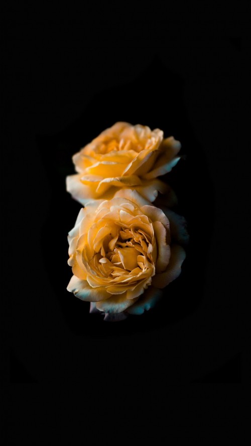 Image rose amoled, rose, flower, android, ios