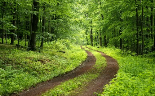 Image green trees and brown dirt road