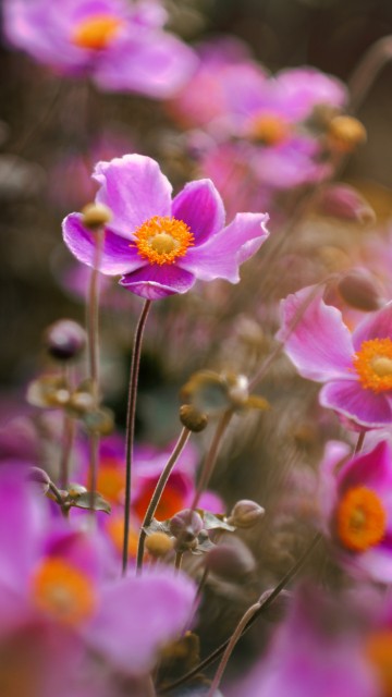 Image four oclock family, flower, plant, petal, nature