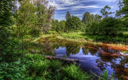 Image green trees beside river under blue sky during daytime