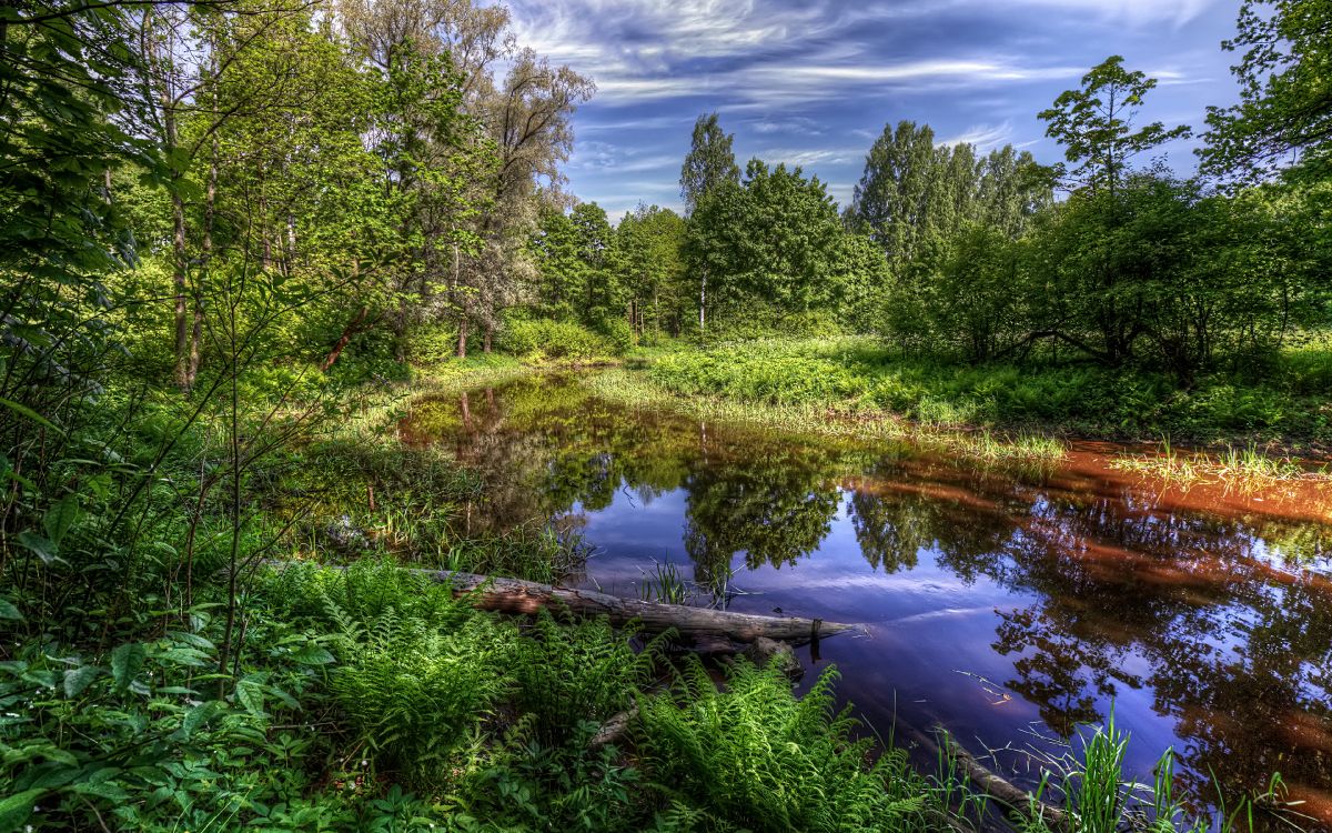 green trees beside river under blue sky during daytime