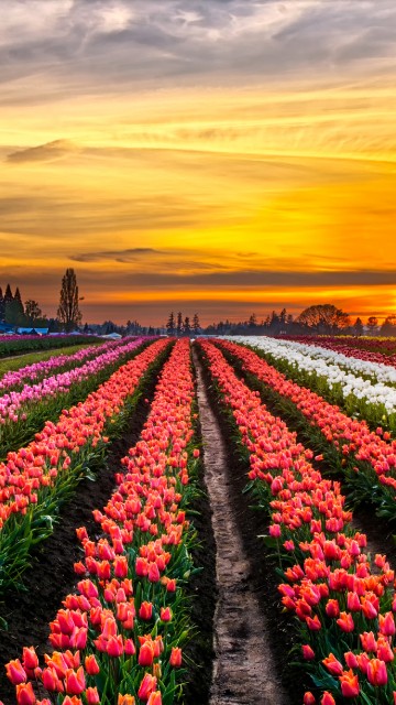 Image pink and white flower field during sunset