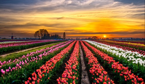 Image pink and white flower field during sunset