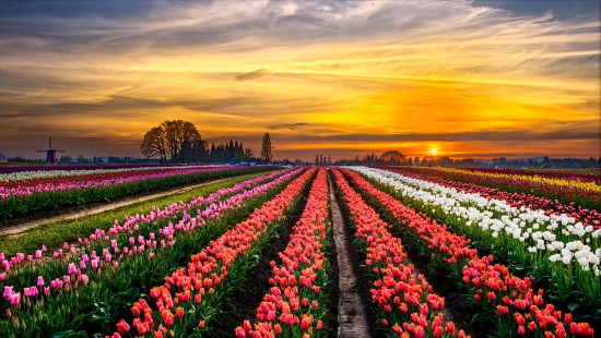 Image pink and white flower field during sunset