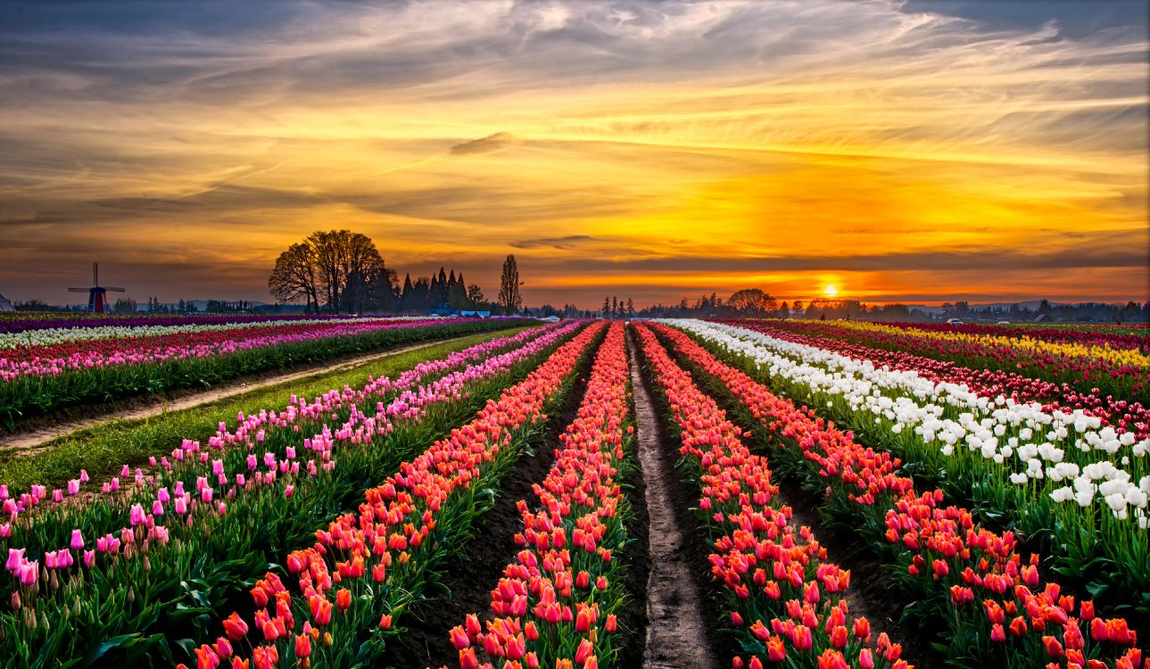 Pink and White Flower Field During Sunset. Wallpaper in 4500x2617 Resolution