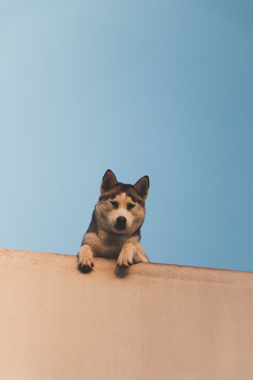 Brown and White Short Coated Puppy on Brown Wooden Fence. Wallpaper in 3648x5472 Resolution