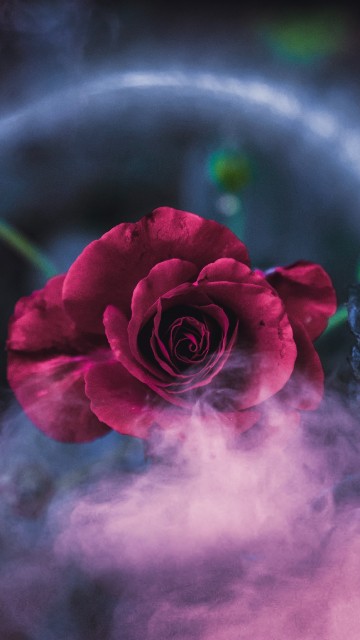Image pink rose in green and white round plate