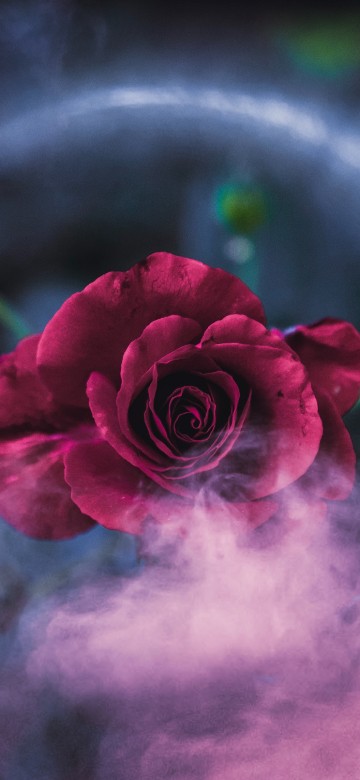 Image pink rose in green and white round plate