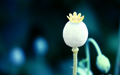 Image white and yellow flower bud in close up photography