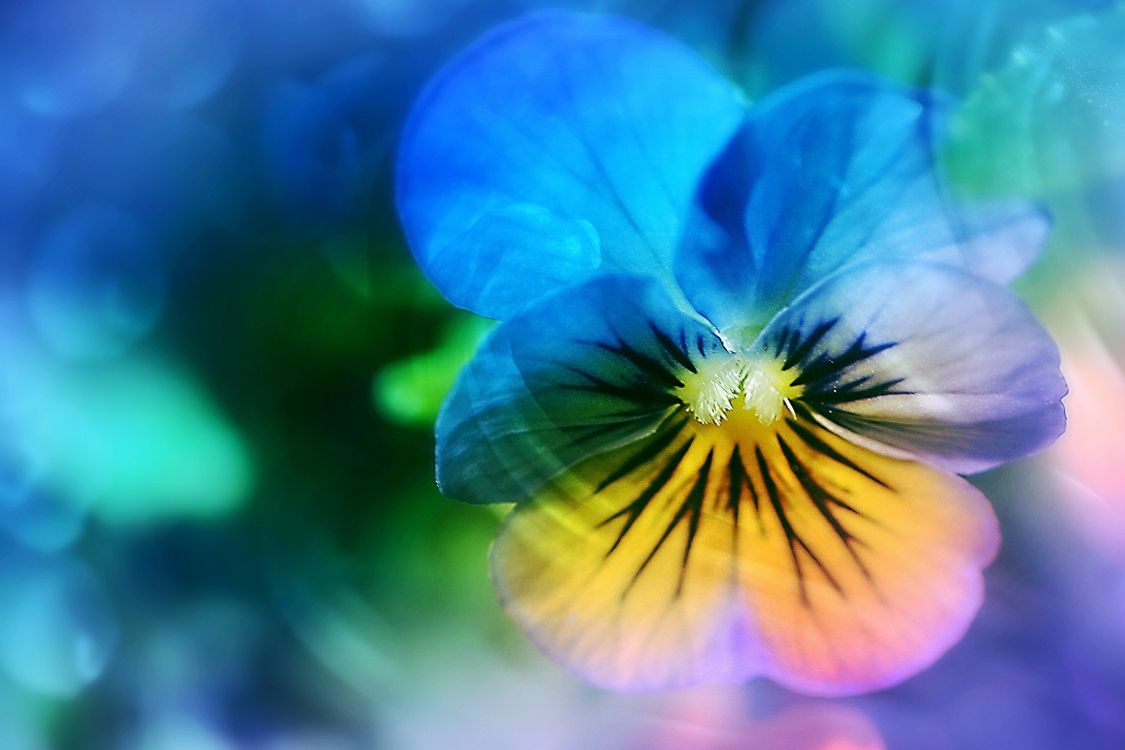 Wallpaper Blue 5 Petaled Flower in Close up Photography, Background