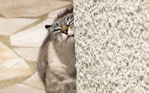 Image brown tabby cat on gray concrete wall