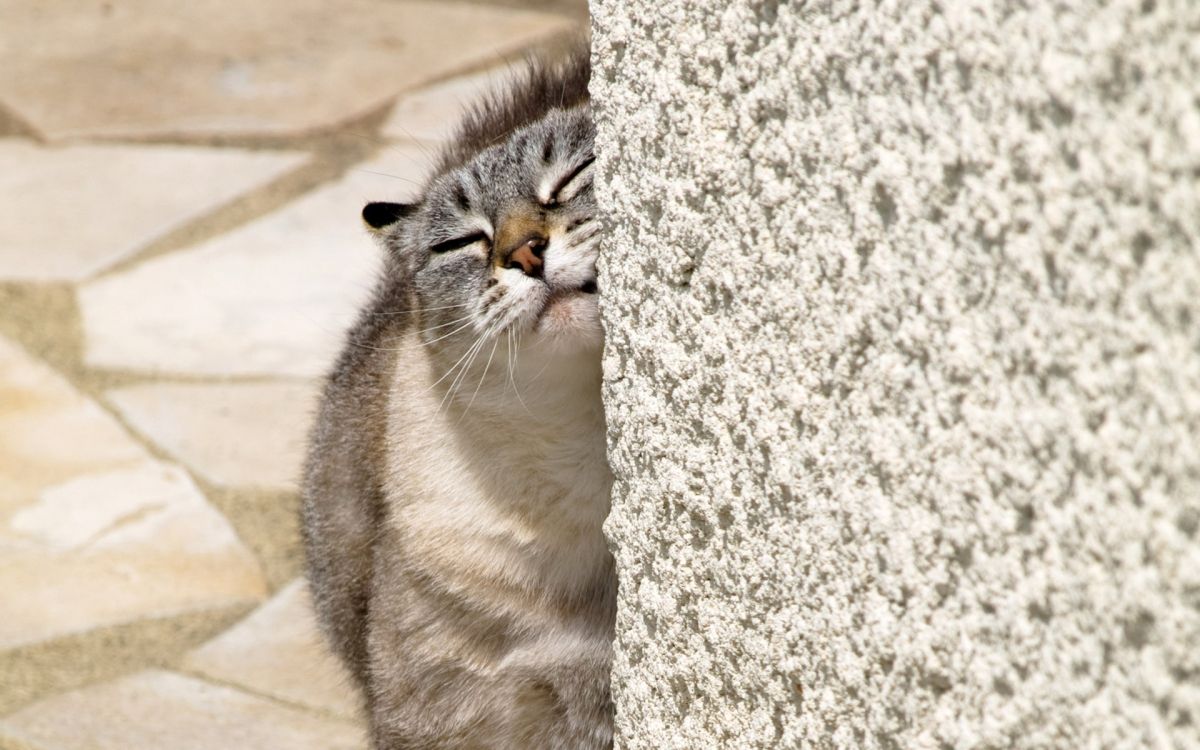 brown tabby cat on gray concrete wall