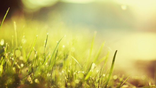 Image green grass in close up photography