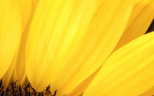 Image yellow flower in macro lens