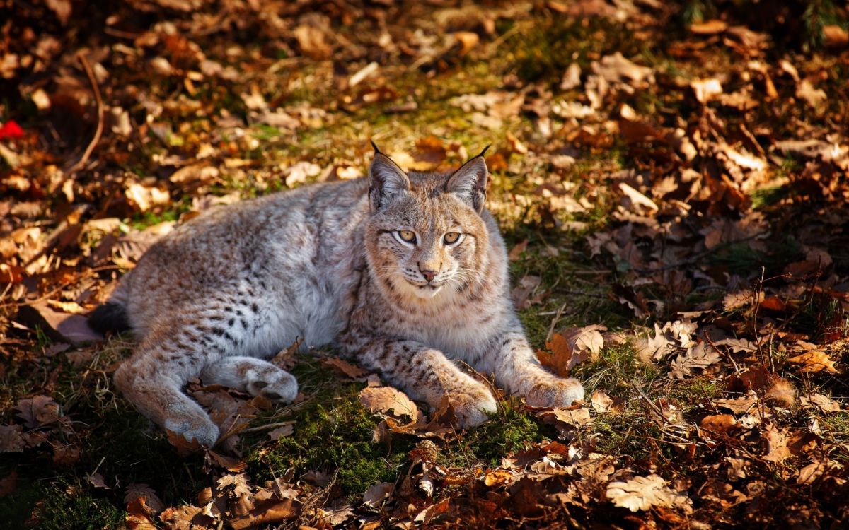 Braune Und Schwarze Katze Auf Braunen Getrockneten Blättern. Wallpaper in 1920x1200 Resolution