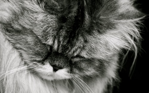 Image grayscale photo of cats face