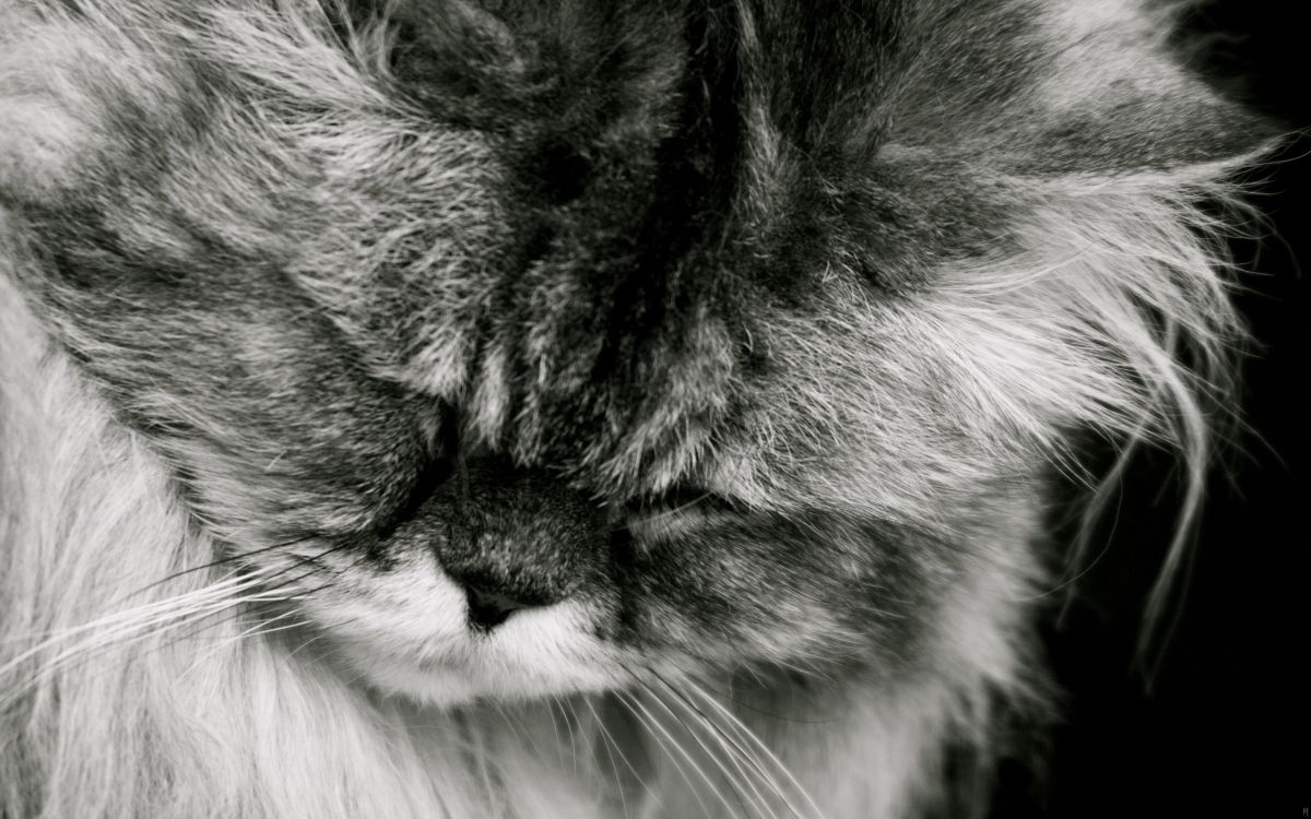 grayscale photo of cats face