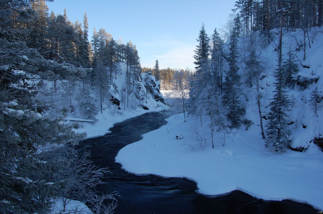 snow covered trees during daytime