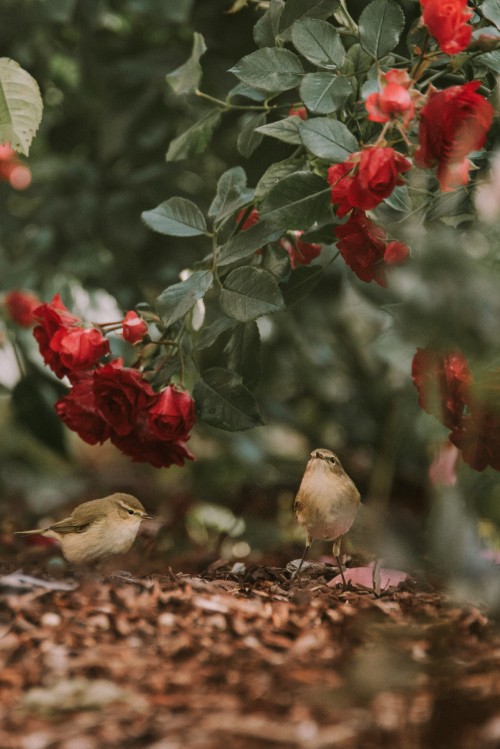 Image brown bird on red flower