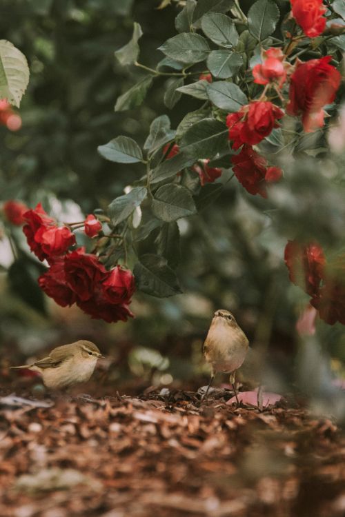 brown bird on red flower