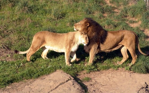 Image brown lioness on brown ground during daytime