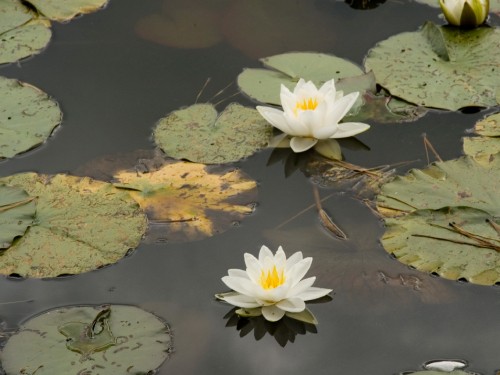 Image white lotus flower on water