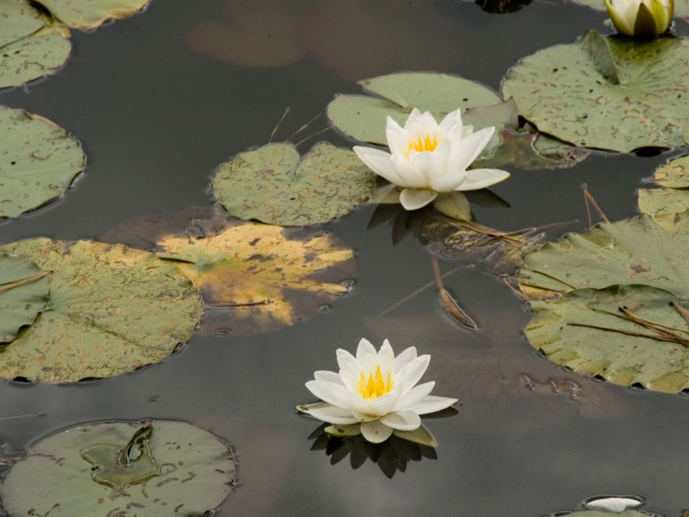 white lotus flower on water