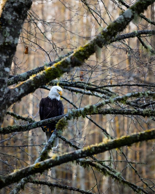 Aigle Noir et Blanc Sur Une Branche D'arbre Brune Pendant la Journée. Wallpaper in 2689x3361 Resolution
