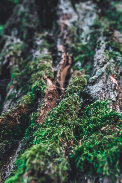 Moss, Écorce, Green, Nature, Végétation. Wallpaper in 4000x6000 Resolution