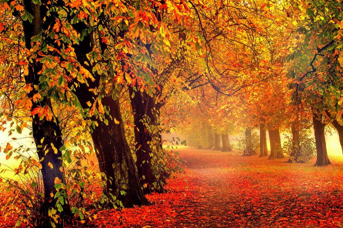 brown leaves on the ground