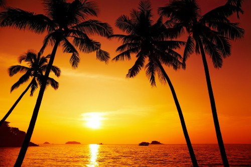 Image silhouette of palm tree near body of water during sunset