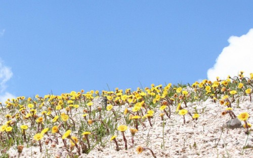 Image yellow flower field under blue sky during daytime