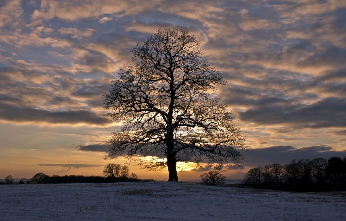 Árbol Sin Hojas en el Campo Durante la Puesta de Sol. Wallpaper in 2048x1305 Resolution