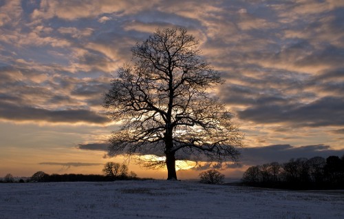 Image leafless tree on the field during sunset