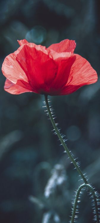 Flora, Pflanzen-Stammzellen, Blühende Pflanze, Gemeinsame Mohn, Mohn. Wallpaper in 1080x2400 Resolution