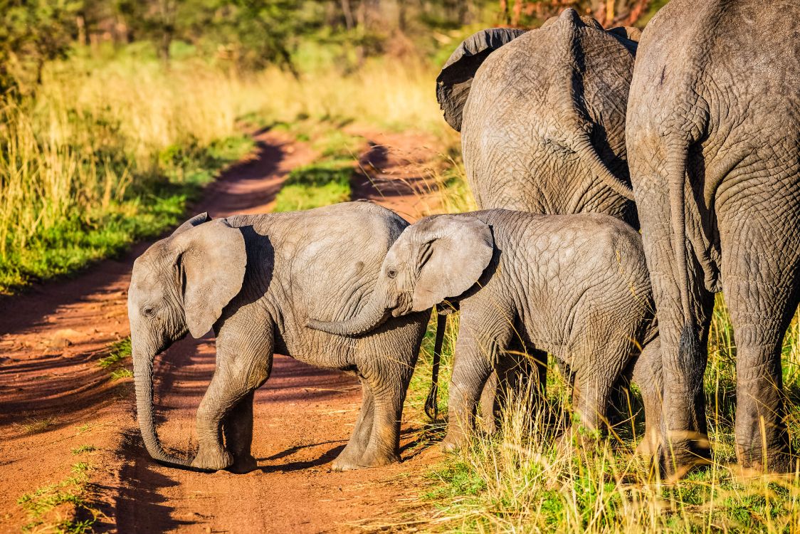 Elefante Caminando Por un Camino de Tierra Durante el Día. Wallpaper in 4199x2800 Resolution