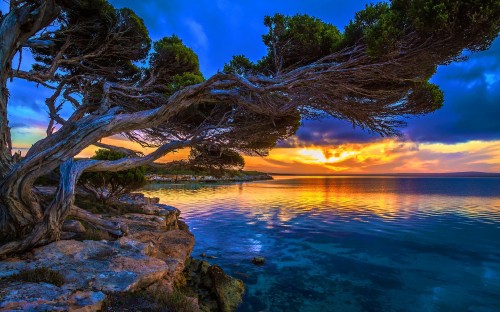 Image brown tree trunk on brown rock near body of water during sunset