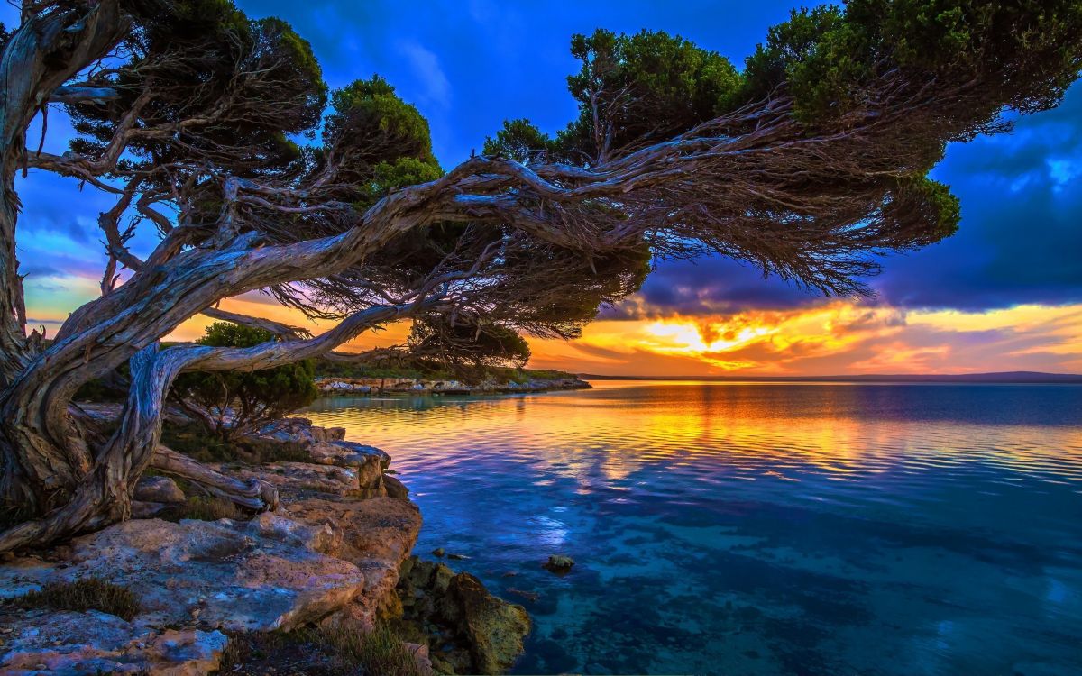 brown tree trunk on brown rock near body of water during sunset