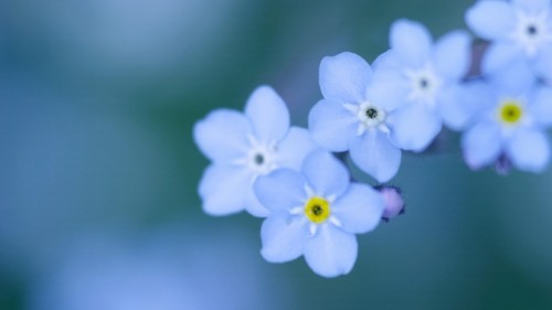 Image white and purple flower in close up photography